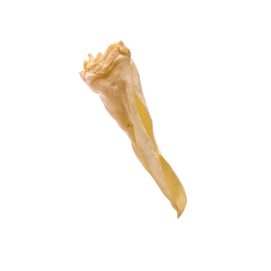 Goat Ear - Individual